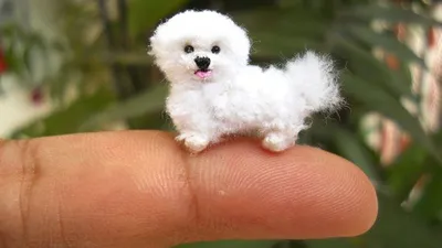 Изображения самой маленькой собаки - формат jpg