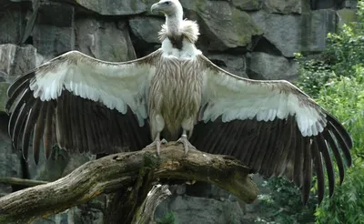 Самые большие хищные птицы (Фото) - BlogNews.am