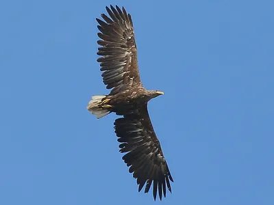 городские птицы | Wild Nature Photo