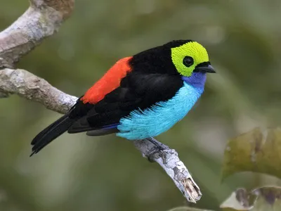 Какая самая красивая птица на планете