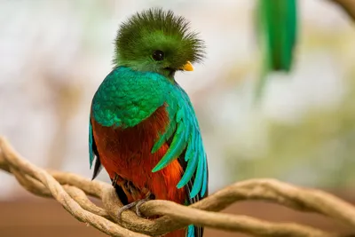 Самые красивые птицы на земле