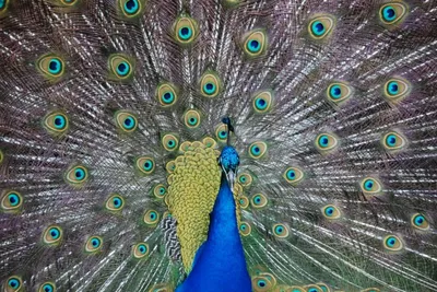 Самые красивые птицы в мире ( + много ФОТО)