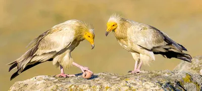 Самые умные виды птиц в мире | NaturalistClub