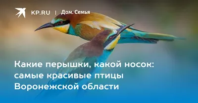 Самые красивые птицы фото - origins.org.ua