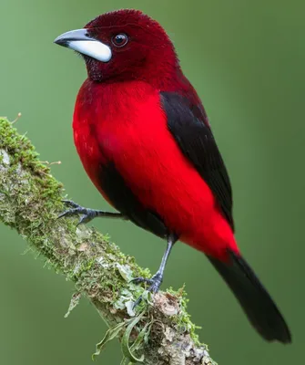 Самые красивые птицы на Земле - фотографии. Обсуждение на LiveInternet -  Российский Сервис Онлайн-Дневников
