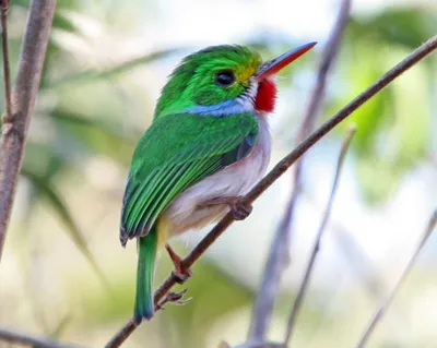 Самые красивые птицы в мире | ZOODOM