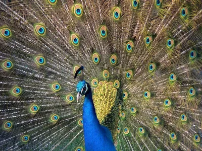 Сказочные птицы, реально живущие на Земле.» — Яндекс Кью