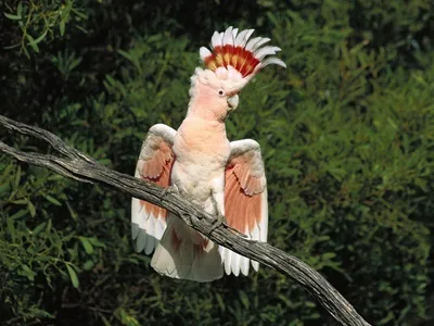 Самые красивые птицы мира - картинки и фото poknok.art