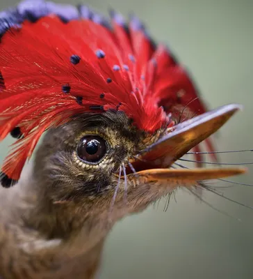 Самые необычные птицы мира — Российское фото