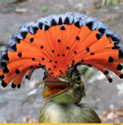 Самые красивые птицы мира | Пикабу