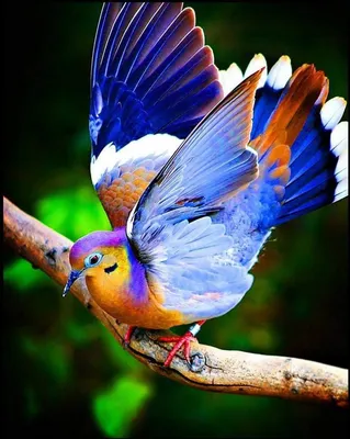 Самые красивые птицы в мире | Пикабу