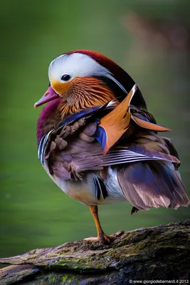 Самые красивые птицы планеты.