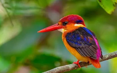 Самые опасные и красивые птицы в мире: фото