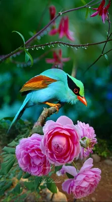 Райские птицы красивые и яркие (81 фото) - красивые фото и картинки  pofoto.club