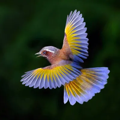 Райские птицы в полете - картинки и фото poknok.art