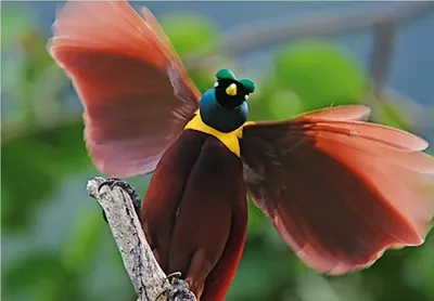 Ave do paraíso | Pretty birds, Beautiful birds, Most beautiful birds