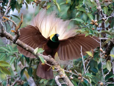 Райские птицы (лат. Paradisaeidae) – Интересные животные