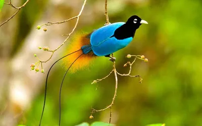 Самые красивые пернатые на Земле – райские птицы | Обитаемая планета | Дзен