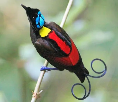 Самые редкие птицы мира | Пикабу