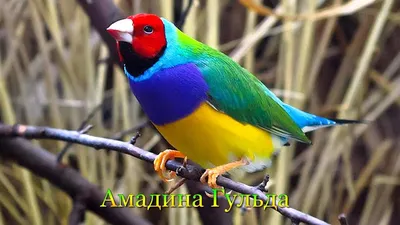 Самые красивые птицы фото - origins.org.ua