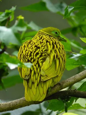 Удивительные птицы мира (33 фото) - красивые фото и картинки pofoto.club