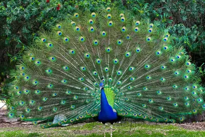 Топ-10: самые красивые птицы в мире