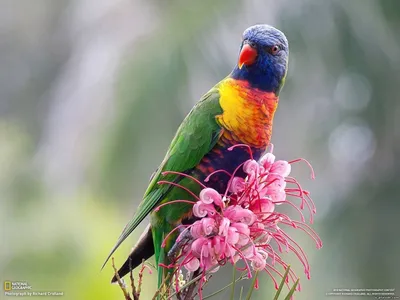Самый необычные птицы в мире. Маленький мир колибри. | Пёс Вопрос | Дзен