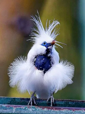 Самые красивые птицы мира - красивые фото