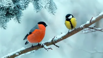 самые красивые птицы мира: 2 тыс изображений найдено в Яндекс Картинках