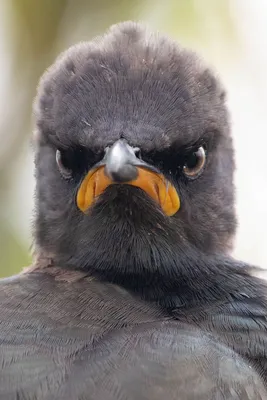 ФОТОФАКТ: Самые смешные фото диких животных выбрали на премии Comedy  Wildlife Photo Awards 2021