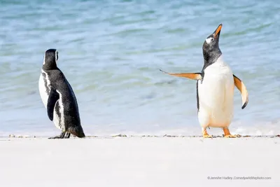 Самые смешные фотографии животных Comedy Wildlife Photography Awards 2022 |  Пикабу