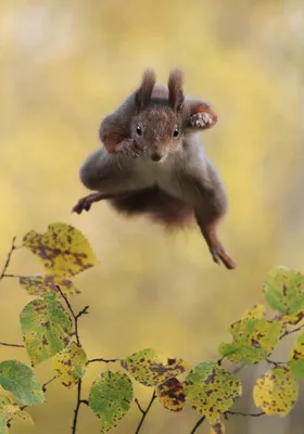 Самые смешные фотографии животных Comedy Wildlife Photography Awards 2022 |  Пикабу