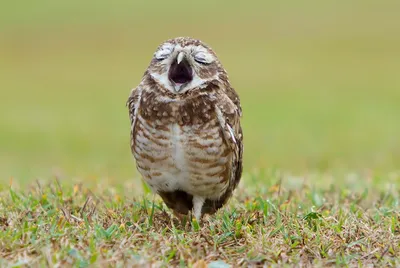 Comedy Wildlife Photography Awards: самые смешные животные непростого 2020  года – his.ua