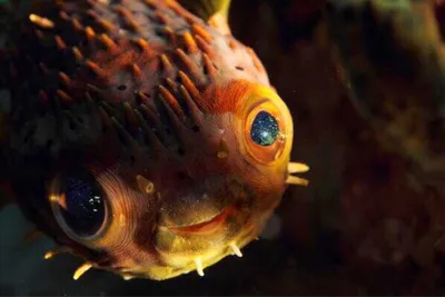 Рыба с огромными глазами - 74 фото