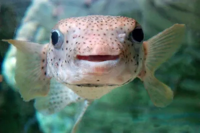 Самые смешные рыбы в мире - 76 фото