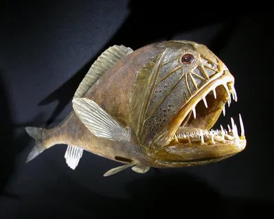 Самые страшные рыбы фото фотографии