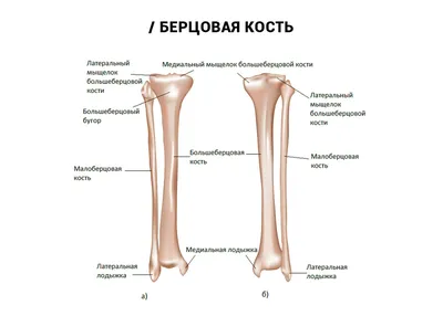 [80+] Самый большой скелет человека фото фото