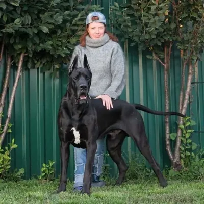 Фото собак-гигантов: крупные размеры, крутые обои