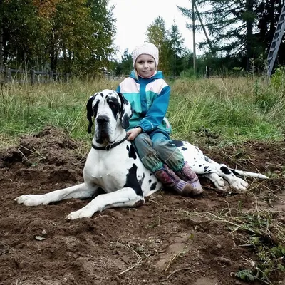 Впечатляющие снимки самых крупных собак в формате jpg