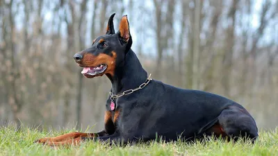 Истинные гиганты мирa собак: впечатляющие фото