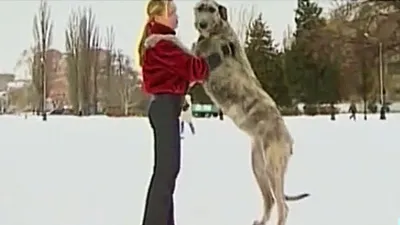 Уникальные снимки самых крупных пород собак в разных форматах