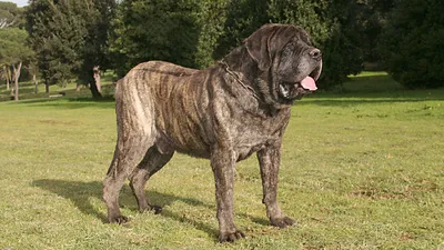 Изображения самых крупных собак, которые вызывают восхищение