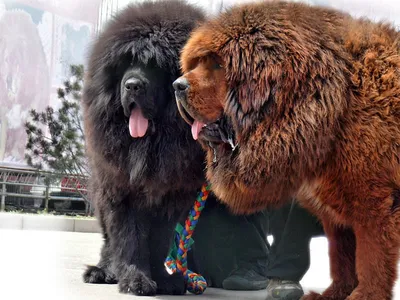 Фото огромных собак: феноменальное зрелище