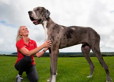 Фотографии собак-гигантов: кнопка скачивания в удобном формате
