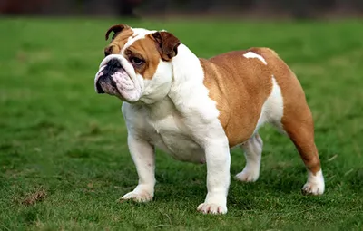 Изображения собак-гигантов для скачивания: ощутите их величие
