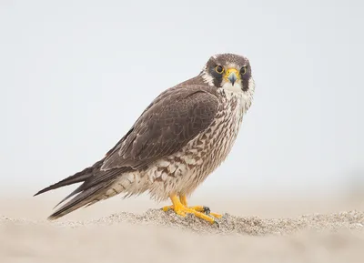 Сапсан (Falco peregrinus)