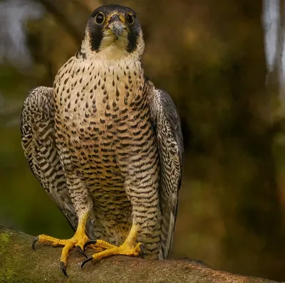 Сапсан, Peregrinus Falco, хищная птица сидя на камне с зеленой предпосылкой  леса, средой обитания природы, Францией Стоковое Фото - изображение  насчитывающей чужеземец, на: 67956976