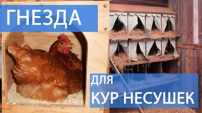 курятник своими руками | Курятник, Клетка для животных, Строительство