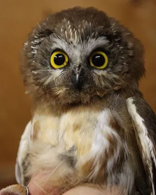 Sova🦉 on Instagram: “#совушка #совапутешественница #совы #совылюбовь#птица  #птицы #дикиептицы #вмиреживотных #планетаземля #фауна… | Owl, Pet birds,  Beautiful owl