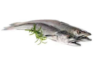 САВОРИН - масляная рыбка. Несмотря на то что рыба саворин относится к  масляным рыбам, она имеет низкое содержание калорий. На сто граммов… |  Instagram